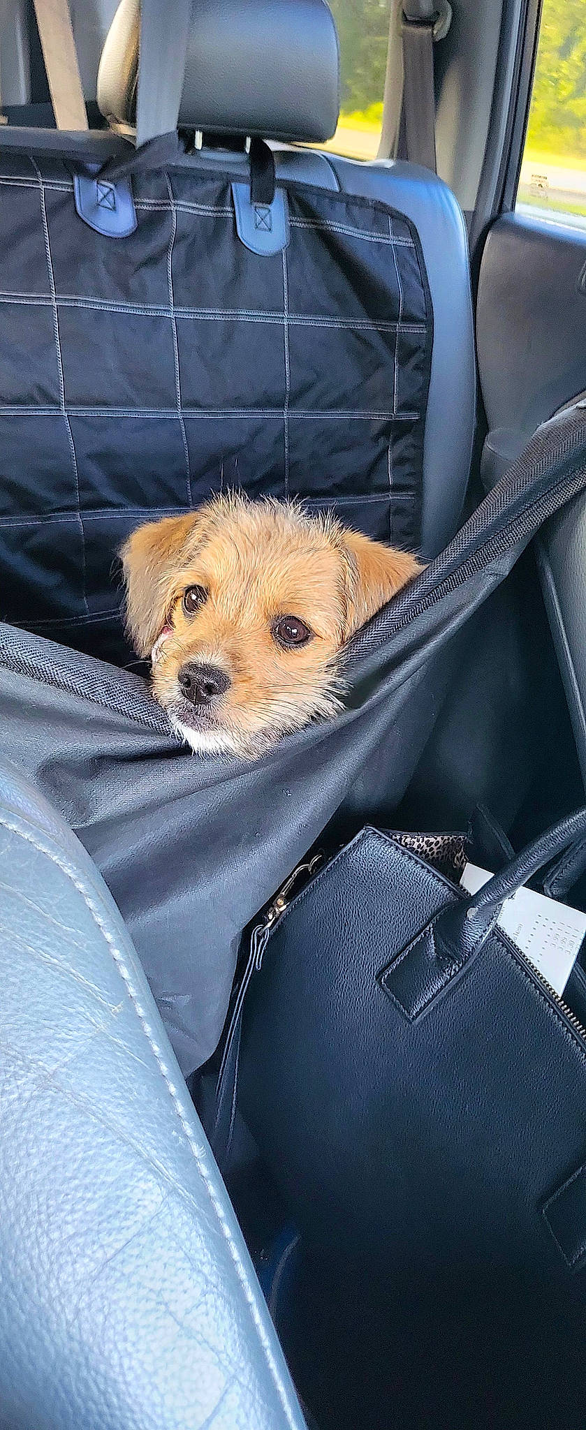 Nova is registered to the contest to win money with this photo: auto_part, canidae, car_seat, car_seat_cover, carnivore, comfort, companion_dog, dog, dog_breed, electric_blue, family_car, fawn, fur, motor_vehicle, personal_luxury_car, seat_belt, snout, sporting_group, toy_dog, vehicle_door