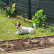 Châtaigne participe au concours pour gagner de l'argent avec cette photo : dog, grass, garden, flowers, fence, outdoor, pet, sunlight, greenery, lawn, backyard, small_dog, nature, plants, paved_path, relaxing, summer, canine, daytime, animal