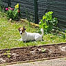 dog, grass, garden, flowers, fence, outdoor, pet, sunlight, greenery, lawn, backyard, small_dog, nature, plants, paved_path, relaxing, summer, canine, daytime, animal