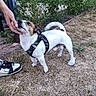animal, black_harness, cute, dog, dry_grass, garden, grass, hand, interaction, looking_up, nature, outdoor, paw, person, pet, plants, shoe, small_dog, sock, white_dog