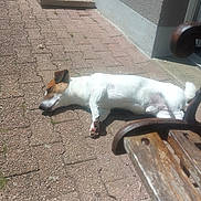 Châtaigne participe au concours pour gagner de l'argent avec cette photo : bench, brick_patio, brown_fur, canine, daytime, dog, lying_down, outdoor, pavement, pet, quiet, relaxed, resting, shadow, side_view, small_dog, sunbathing, sunlight, wall, white_fur