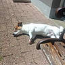 bench, brick_patio, brown_fur, canine, daytime, dog, lying_down, outdoor, pavement, pet, quiet, relaxed, resting, shadow, side_view, small_dog, sunbathing, sunlight, wall, white_fur