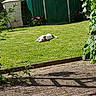 Châtaigne participe au concours pour gagner de l'argent avec cette photo : backyard, daylight, dog, fence, flower, garden, grass, greenery, house, nature, outdoor, pavement, pet, plant, relaxing, shed, steering_wheel, summer, sunlight, toy_car