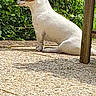 Châtaigne a rejoint le concours — aidez-le/la à gagner de superbes lots ! animal, brown_dog, calm, curious, daytime, dog, fence, greenery, nature, outdoor, patio, pet, plants, quiet, side_view, sitting, small_dog, sunlight, texture, white_dog