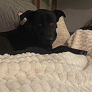 Pepè joined the competition — help win amazing prizes! animal, black_dog, blanket, comfort, couch, cozy, dog, domestic_animal, fur, furniture, home, indoor, laying_down, looking, mammal, pet, pillow, relaxed, resting, snug