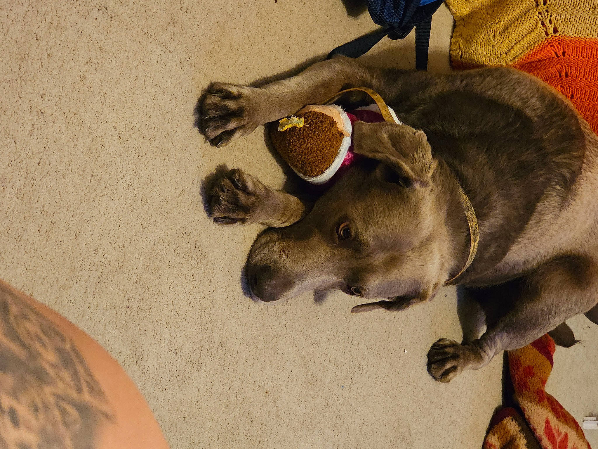 Luna joined the competition — help win amazing prizes! art, canidae, carnivore, companion_dog, dog, dog_breed, elephant, fawn, felidae, flooring, indian_elephant, livestock, paw, snout, sporting_group, tail, terrestrial_animal, wood, working_animal, wrinkle