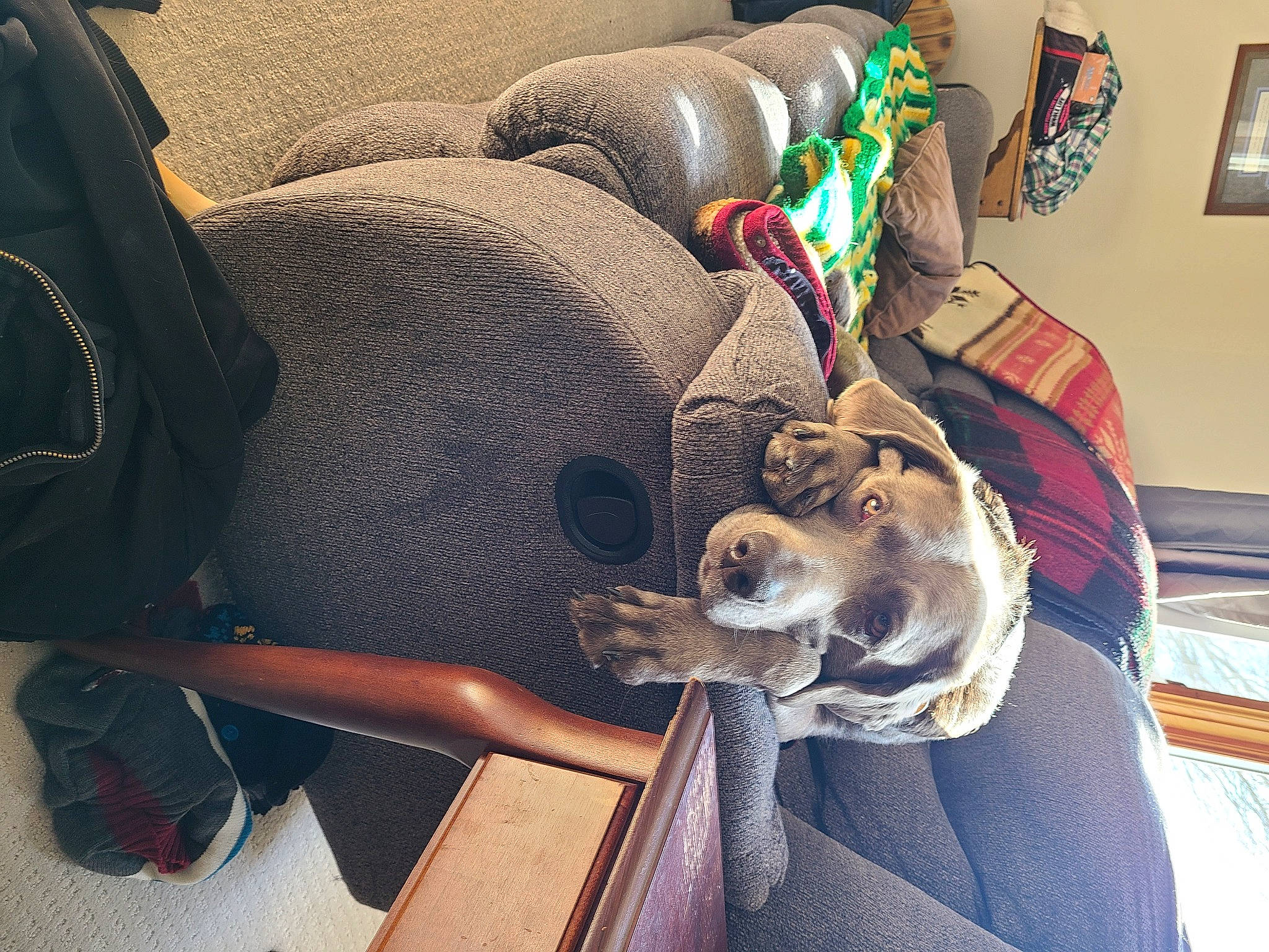 Luna joined the competition — help win amazing prizes! auto_part, car_seat, car_seat_cover, carnivore, comfort, companion_dog, couch, dog, dog_breed, fawn, felidae, fur, hat, human_leg, linens, nap, picture_frame, small_to_medium_sized_cats, stuffed_toy, thigh