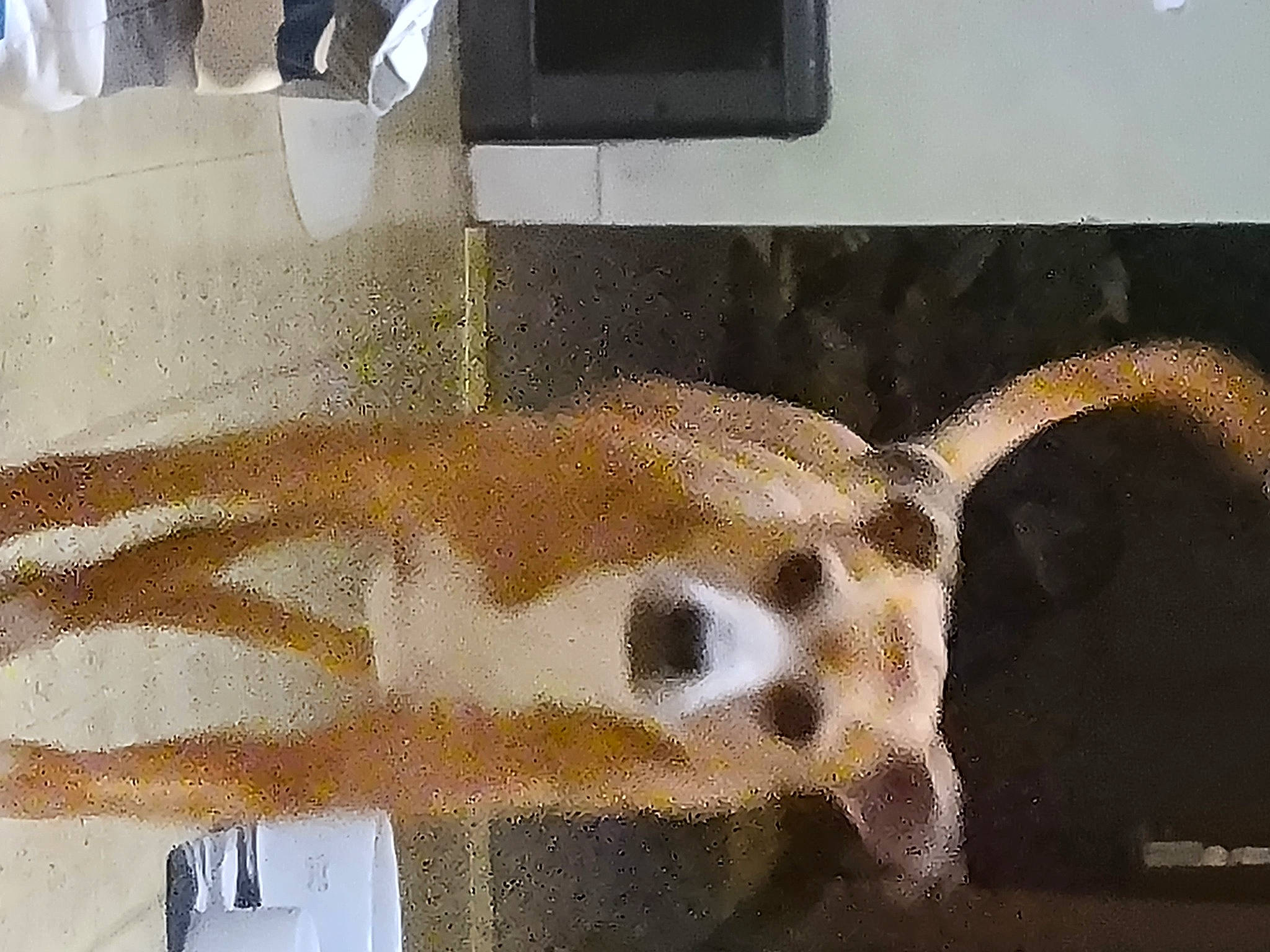 Flynn is registered to the contest to win money with this photo: animal_shelter, cage, canidae, carnivore, companion_dog, dog, dog_breed, fawn, flooring, fur, metal, paw, pet_supply, rectangle, snout, sporting_group, tail, terrestrial_animal, wood, working_animal