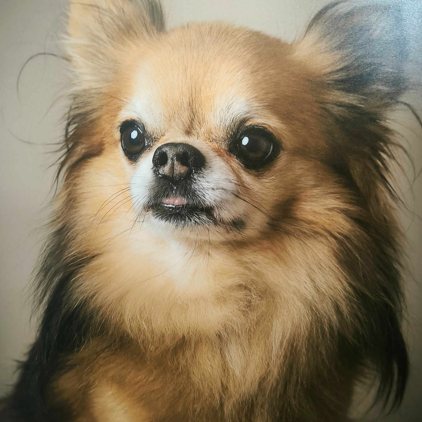 Christian Palluau participe au concours pour gagner de l'argent avec cette photo : adorable, animal, canine, close_up, cute, dog, ears, eyes, fluffy, fur, indoor, long_hair, mammal, nose, pet, portrait, small_dog, studio, tongue, whiskers