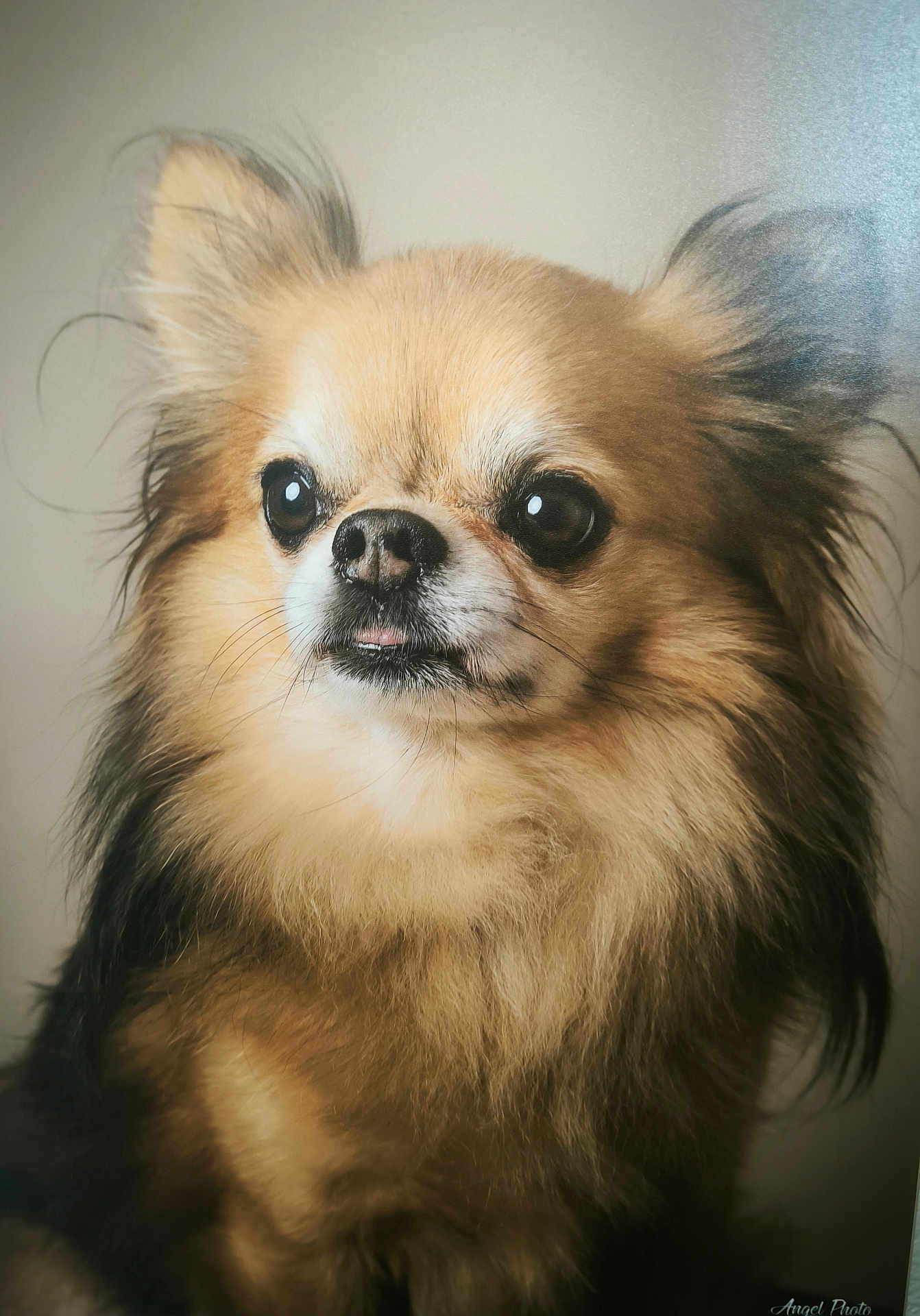 Christian Palluau participe au concours pour gagner de l'argent avec cette photo : dog, small_dog, fluffy, long_hair, pet, portrait, animal, cute, mammal, canine, fur, ears, eyes, nose, whiskers, tongue, studio, close_up, indoor, adorable