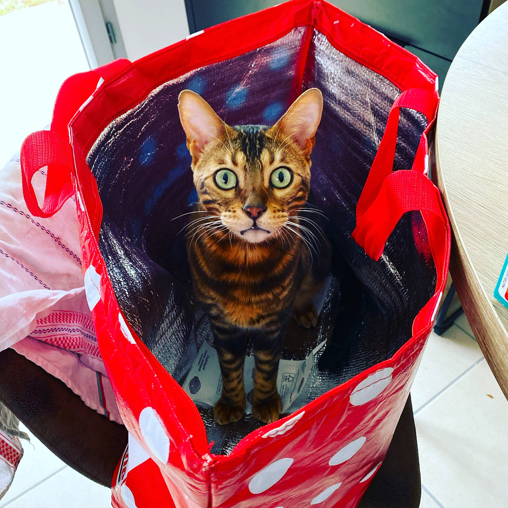 Phoenix a rejoint le concours — aidez-le/la à gagner de superbes lots ! bag, basket, box, carmine, carnivore, cat, cat_supply, domestic_short_haired_cat, eyewear, fashion_accessory, felidae, fur, holiday, linens, packaging_and_labeling, pet_supply, recreation, small_to_medium_sized_cats, whiskers, wicker