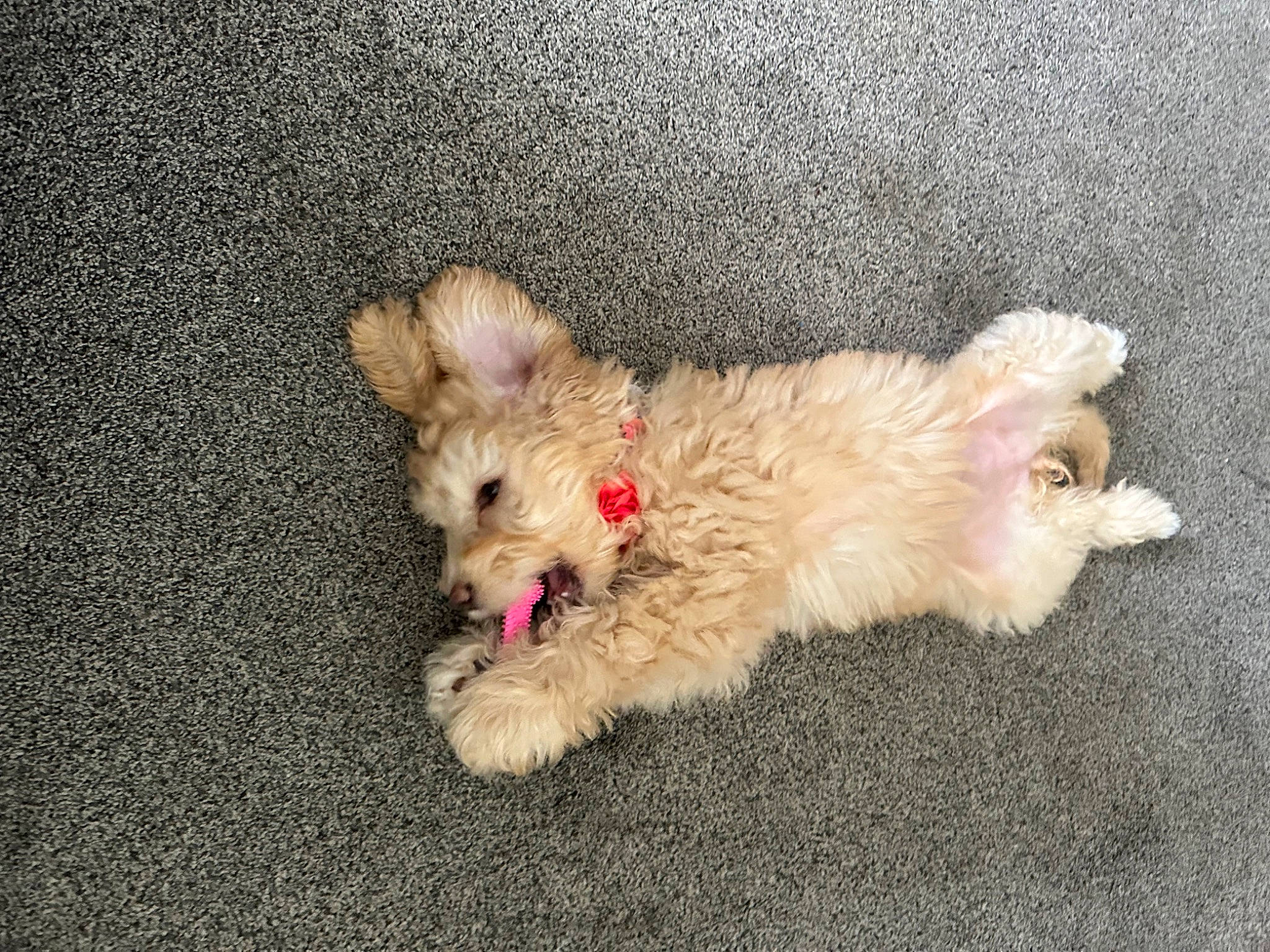 Roxy is registered to the contest to win money with this photo: canidae, carnivore, companion_dog, dog, dog_breed, dog_supply, fawn, fur, maltepoo, non_sporting_group, paw, small_terrier, snout, sporting_group, terrier, toy_dog, water_dog, working_animal, yorkipoo, yorkshire_terrier