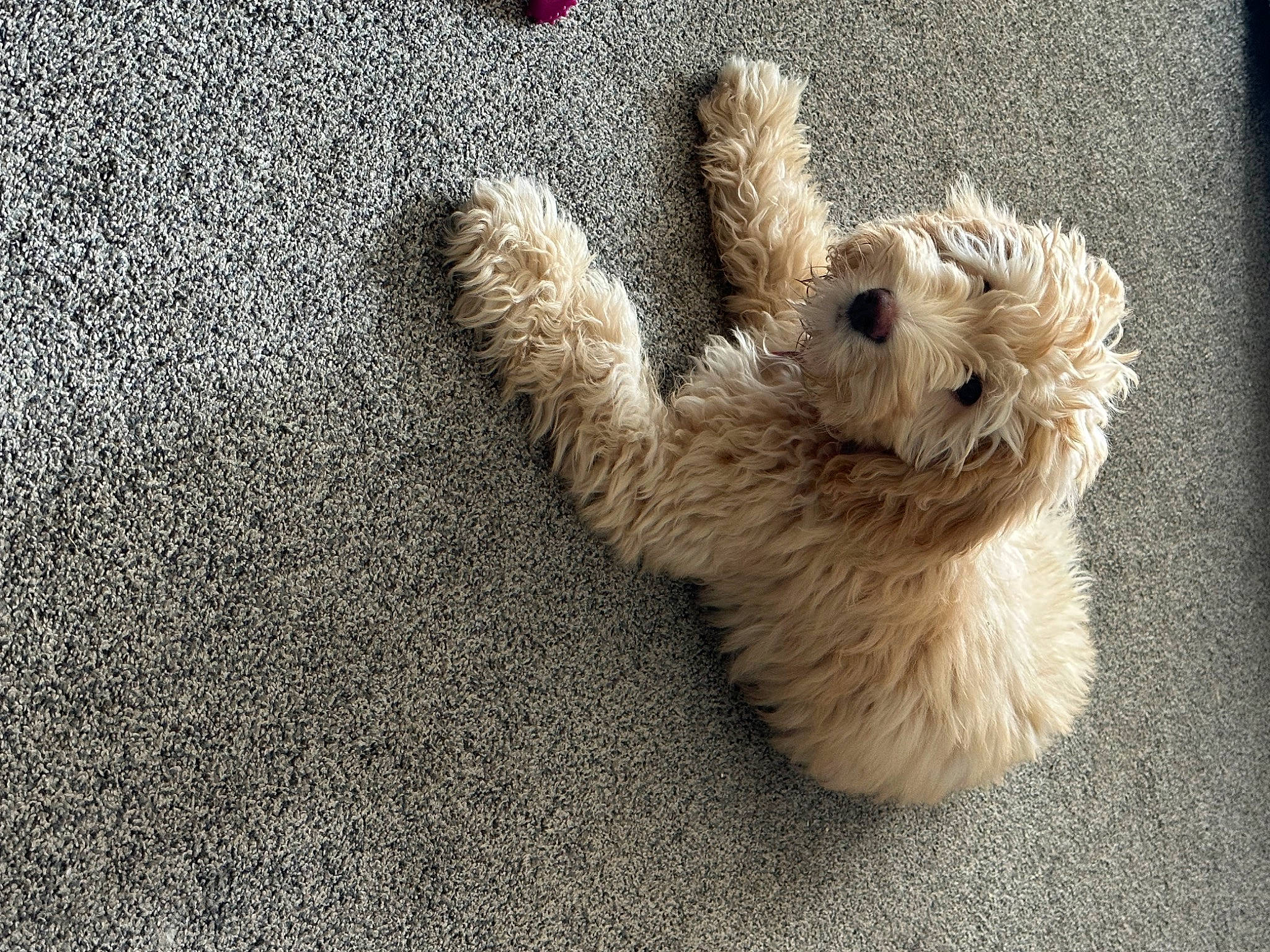 Roxy joined the competition — help win amazing prizes! canidae, carnivore, companion_dog, dog, dog_breed, dog_supply, fawn, fur, labradoodle, maltepoo, paw, small_terrier, snout, sporting_group, tail, terrestrial_animal, terrier, toy, toy_dog, water_dog