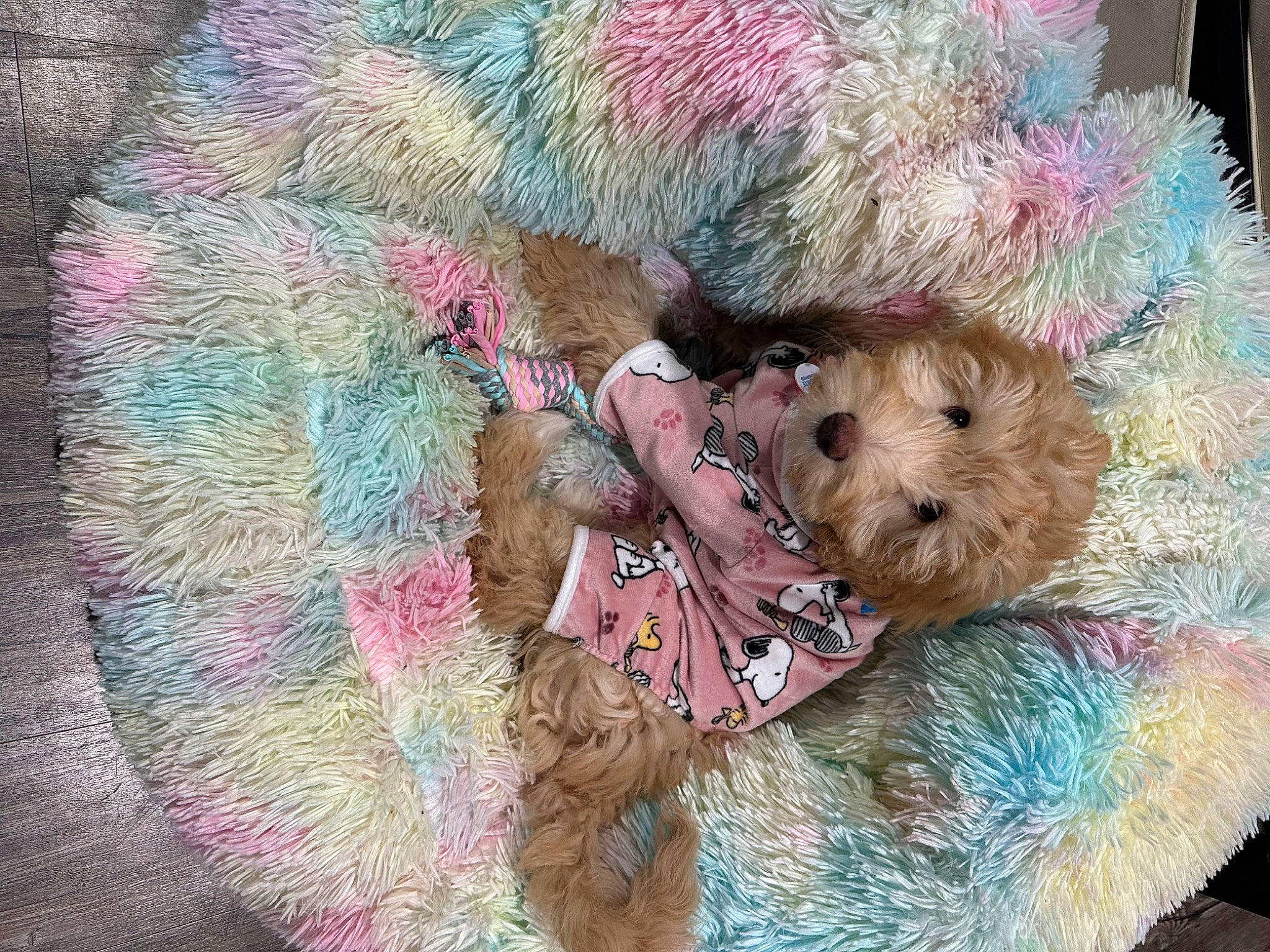 Roxy is registered to the contest to win money with this photo: art, dog_supply, fawn, fur, magenta, natural_material, pink, stuffed_toy, textile, toy, toy_dog, visual_arts