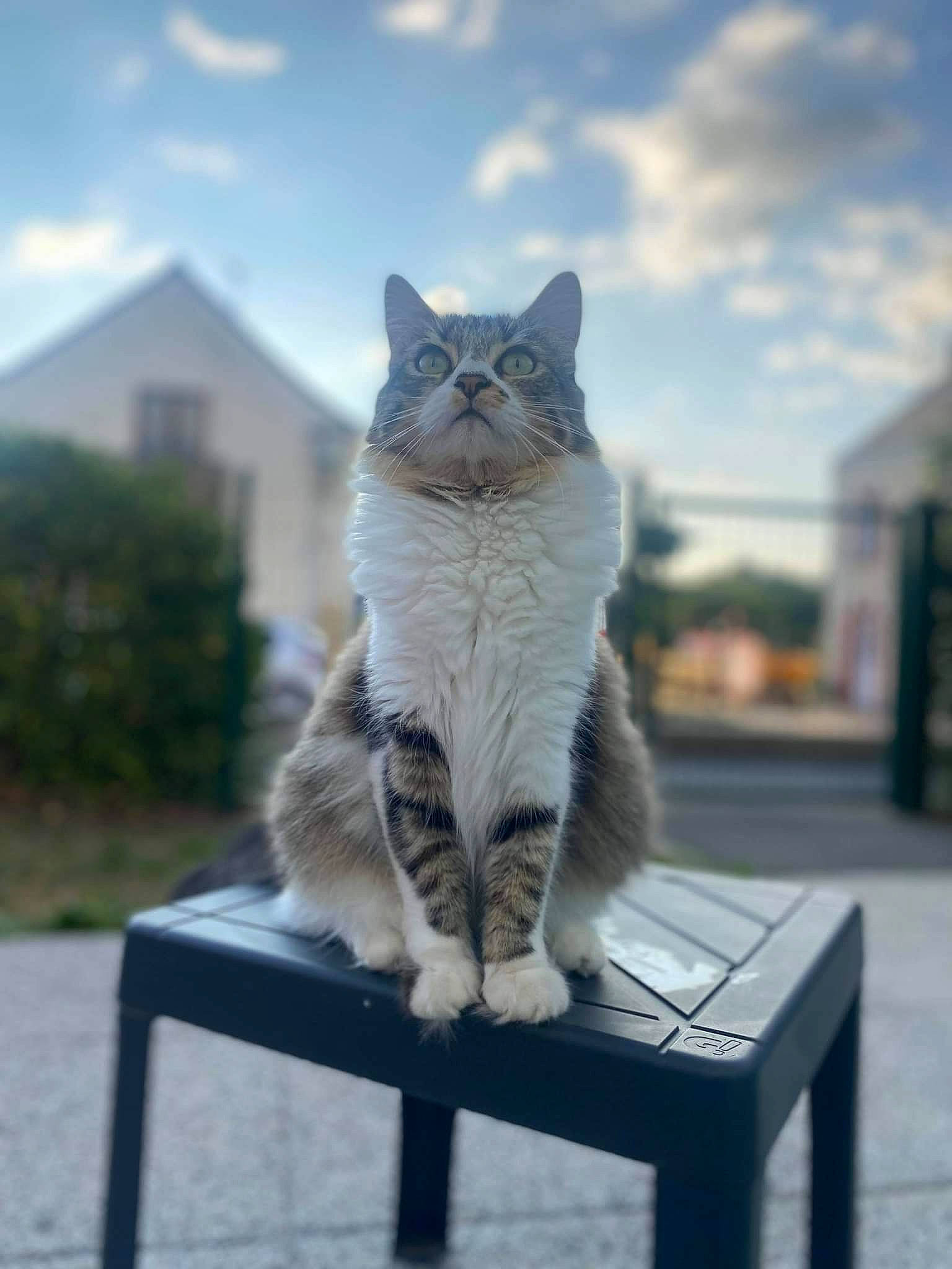 Ruby a rejoint le concours — aidez-le/la à gagner de superbes lots ! carnivore, cat, cloud, domestic_short_haired_cat, electric_blue, felidae, fur, grass, grey, plant, roof, sitting, sky, small_to_medium_sized_cats, snout, tail, tree, whiskers, winter, wood
