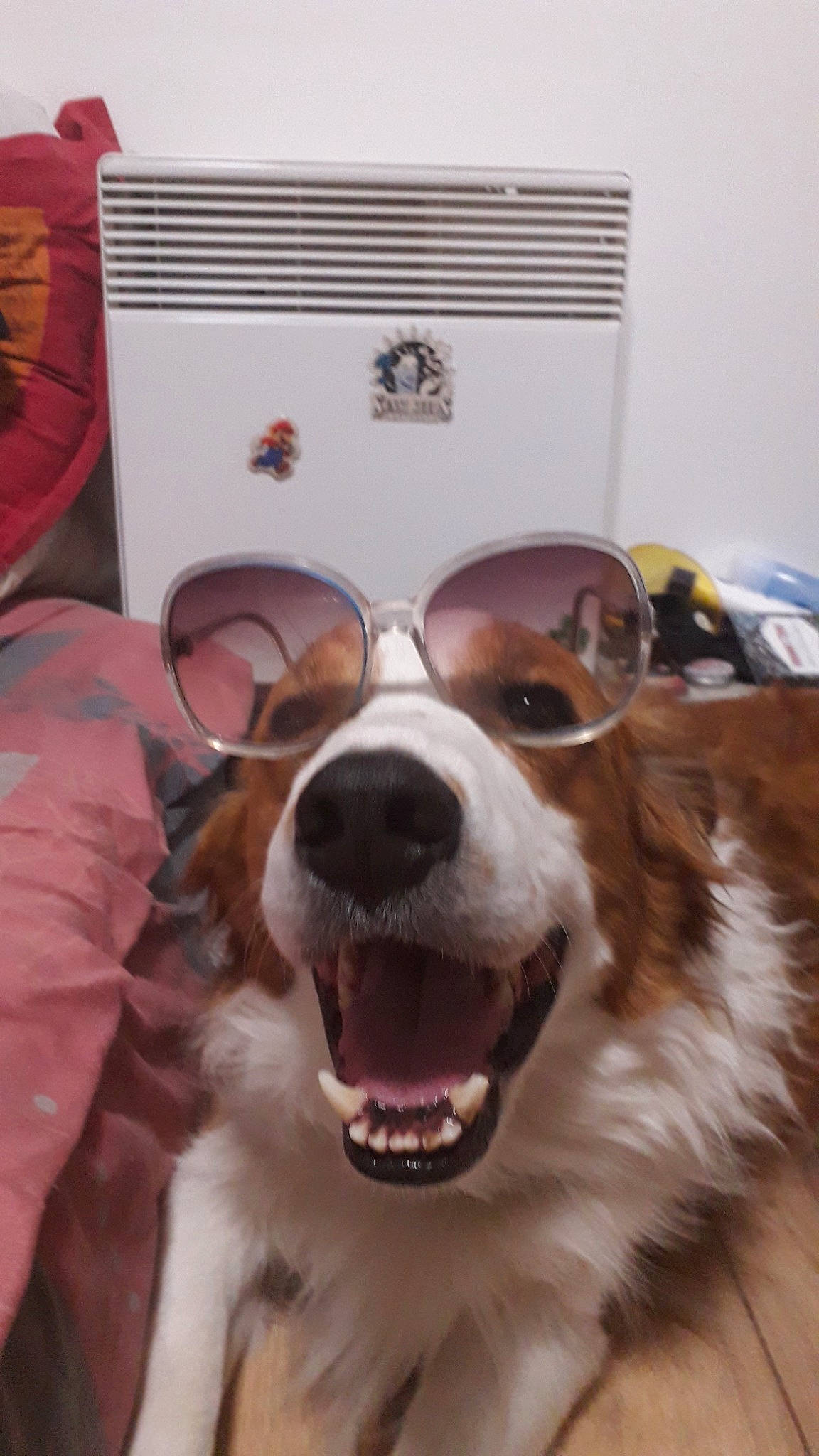 Iwok participe au concours pour gagner de l'argent avec cette photo : australian_shepherd, canidae, cardigan_welsh_corgi, carnivore, companion_dog, dog, dog_breed, eyewear, fur, glasses, kooikerhondje, mammal, nose, pembroke_welsh_corgi, rare_breed_dog, shetland_sheepdog, snout, sporting_group, welsh_corgi, welsh_sheepdog