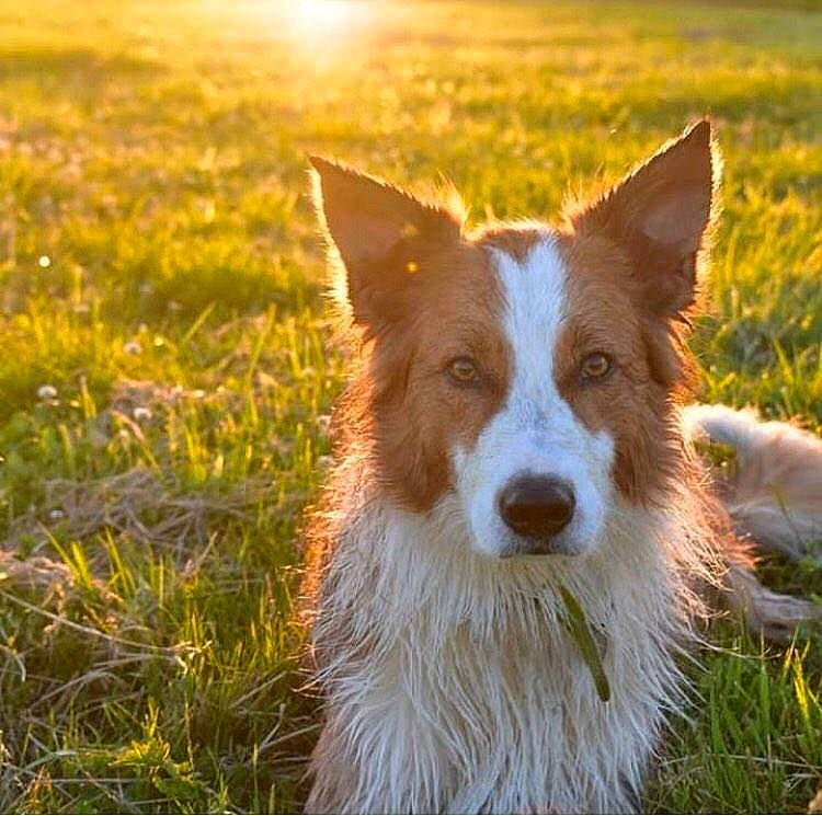 Iwok a rejoint le concours — aidez-le/la à gagner de superbes lots ! australian_collie, border_collie, canidae, carnivore, companion_dog, dog, dog_breed, grass, ibizan_hound, mammal, plant, portuguese_podengo, vertebrate, welsh_sheepdog, working_dog