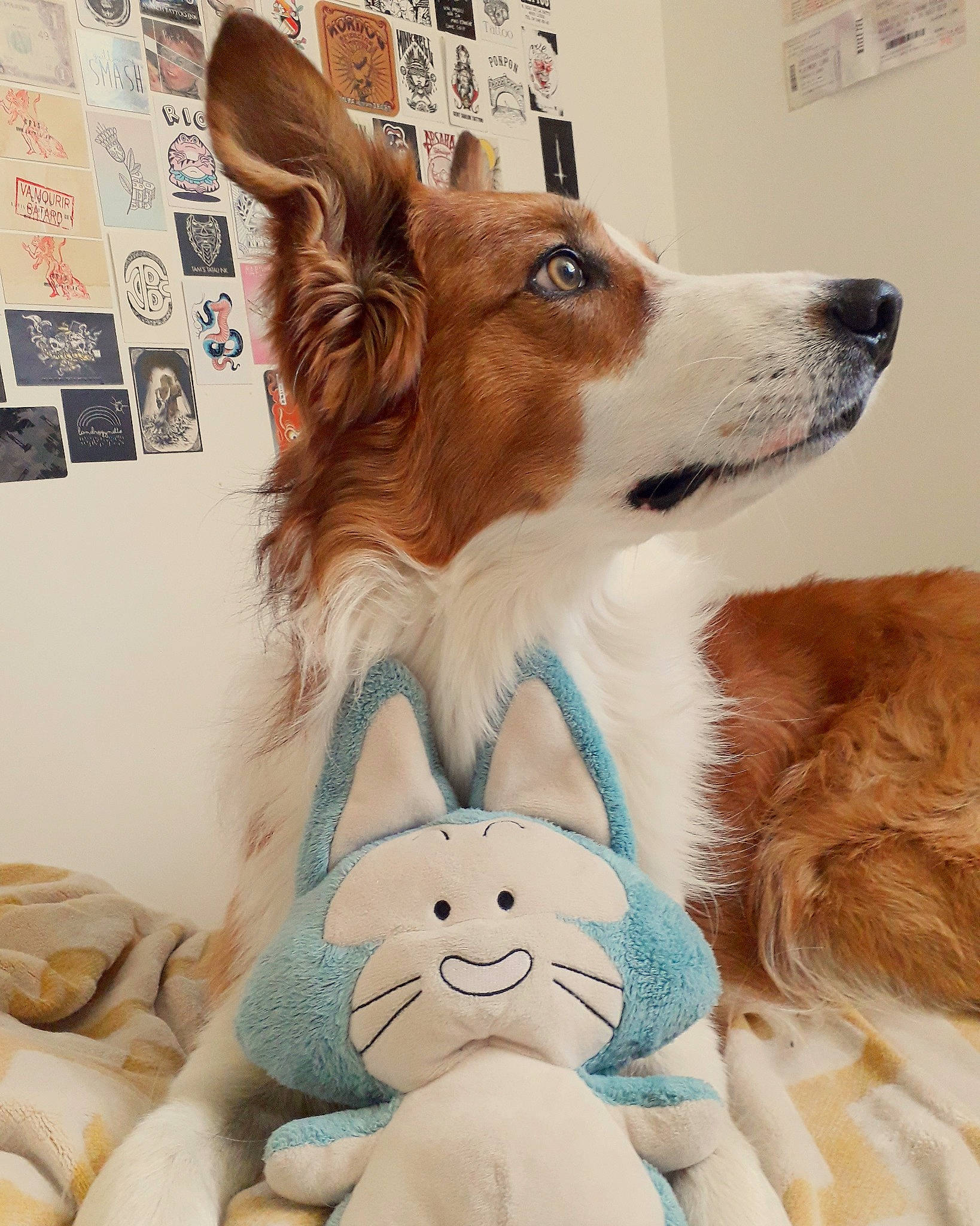 Iwok participe au concours pour gagner de l'argent avec cette photo : canidae, carnivore, collie, companion_dog, dog, dog_breed, ear, fawn, fur, kooikerhondje, mammal, papillon, snout, sporting_group