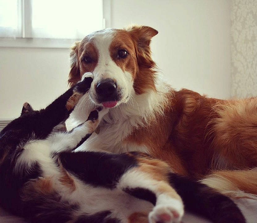 Iwok participe au concours pour gagner de l'argent avec cette photo : australian_collie, australian_shepherd, border_collie, canidae, carnivore, companion_dog, dog, dog_breed, fur, kooikerhondje, mammal, miniature_australian_shepherd, nose, snout, sporting_group, vertebrate, welsh_sheepdog, whiskers