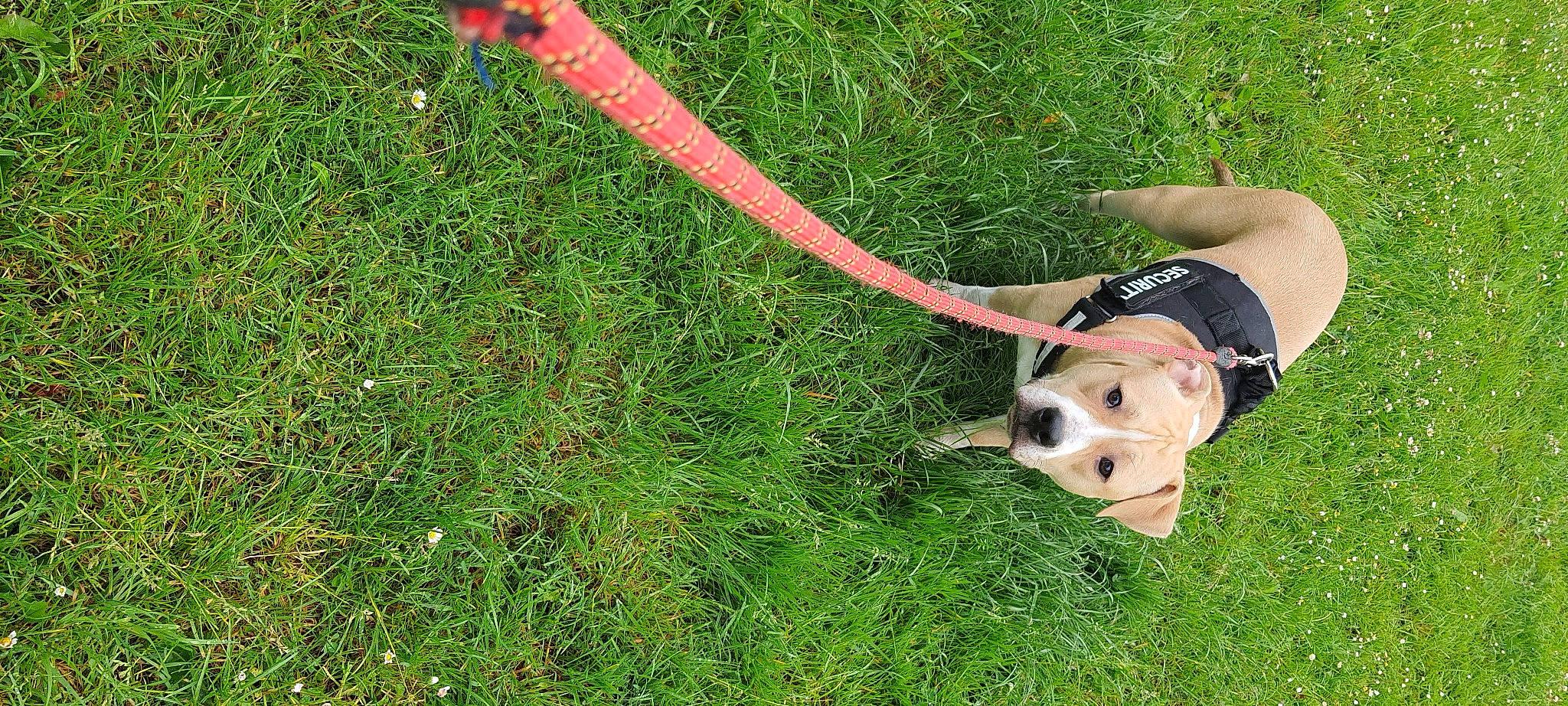 Milo participe au concours pour gagner de l'argent avec cette photo : carnivore, companion_dog, dog, dog_breed, dog_supply, fashion_accessory, fawn, fun, grass, grassland, groundcover, leash, pasture, people_in_nature, plant, recreation, tail, terrestrial_animal, toy, working_animal