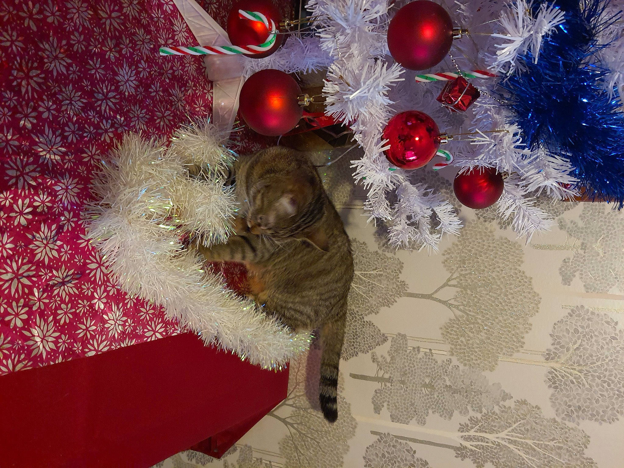 Mouchette a rejoint le concours — aidez-le/la à gagner de superbes lots ! art, carmine, christmas, christmas_decoration, christmas_eve, christmas_ornament, christmas_tree, conifer, decoration, event, fashion_accessory, fur, holiday, holiday_ornament, ornament, pattern, plant, textile, tradition, twig