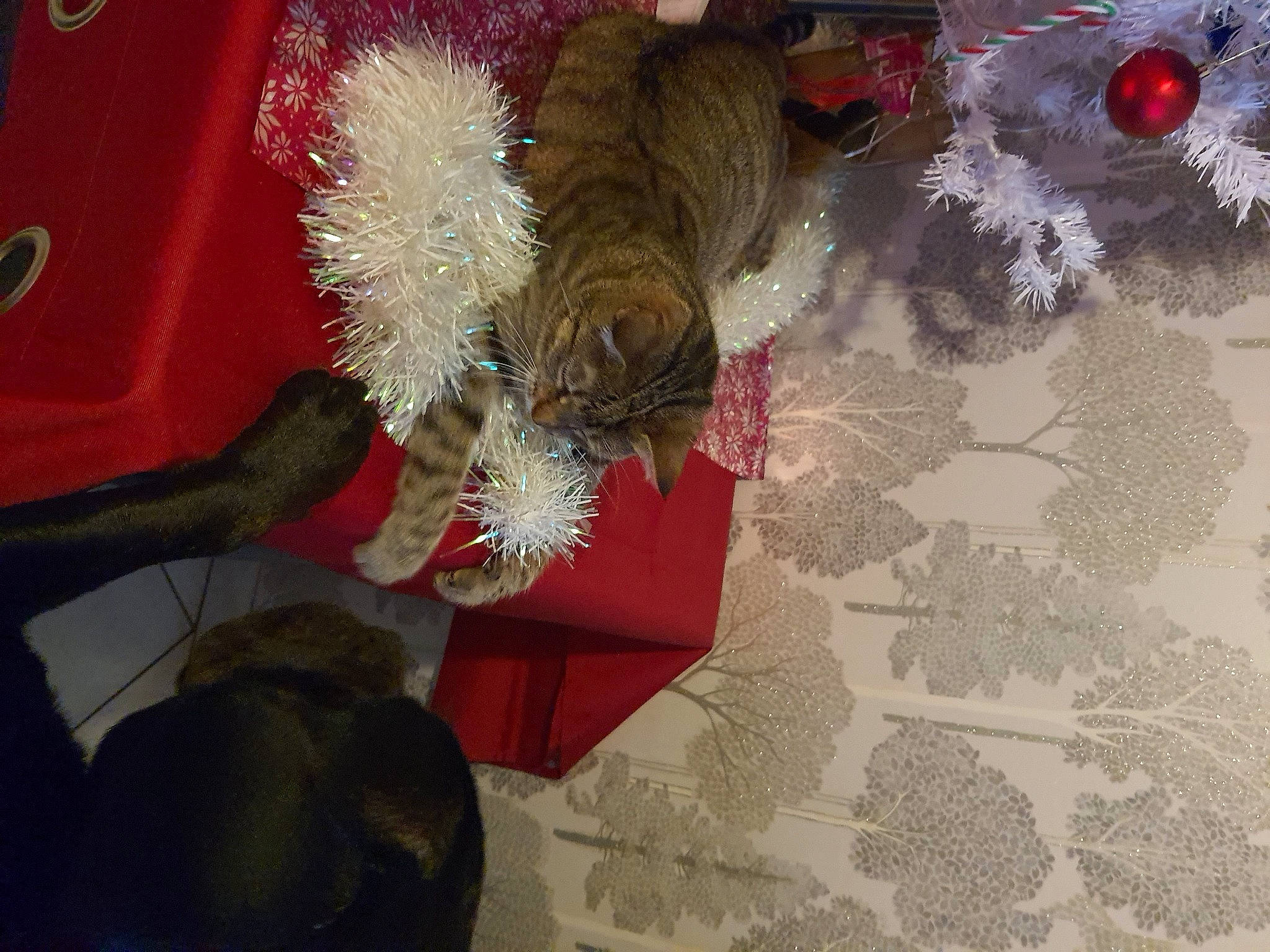 Mouchette a rejoint le concours — aidez-le/la à gagner de superbes lots ! carmine, companion_dog, dog, dog_breed, feather, flooring, fur, hat, holiday, pattern, red, tail, tree, vehicle_door, visual_arts