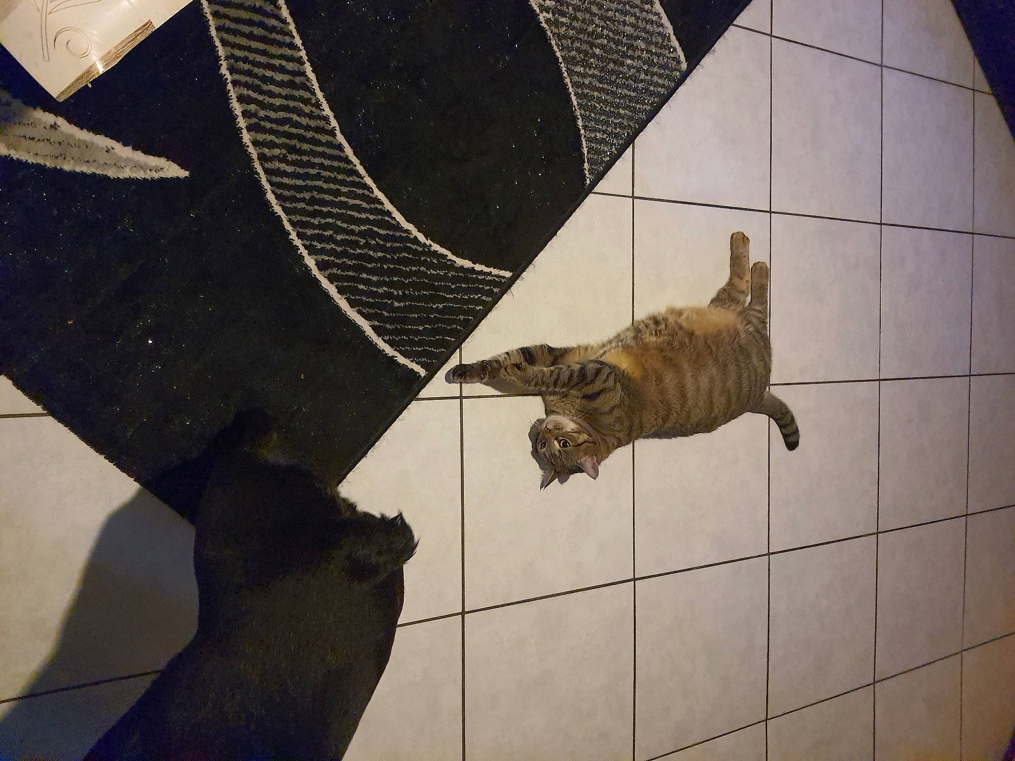 Mouchette participe au concours pour gagner de l'argent avec cette photo : art, big_cats, carnivore, fawn, felidae, flooring, line, mammal, metal, pattern, sculpture, shadow, small_to_medium_sized_cats, tail, terrestrial_animal, tints_and_shades, vertebrate, visual_arts, wing, wood