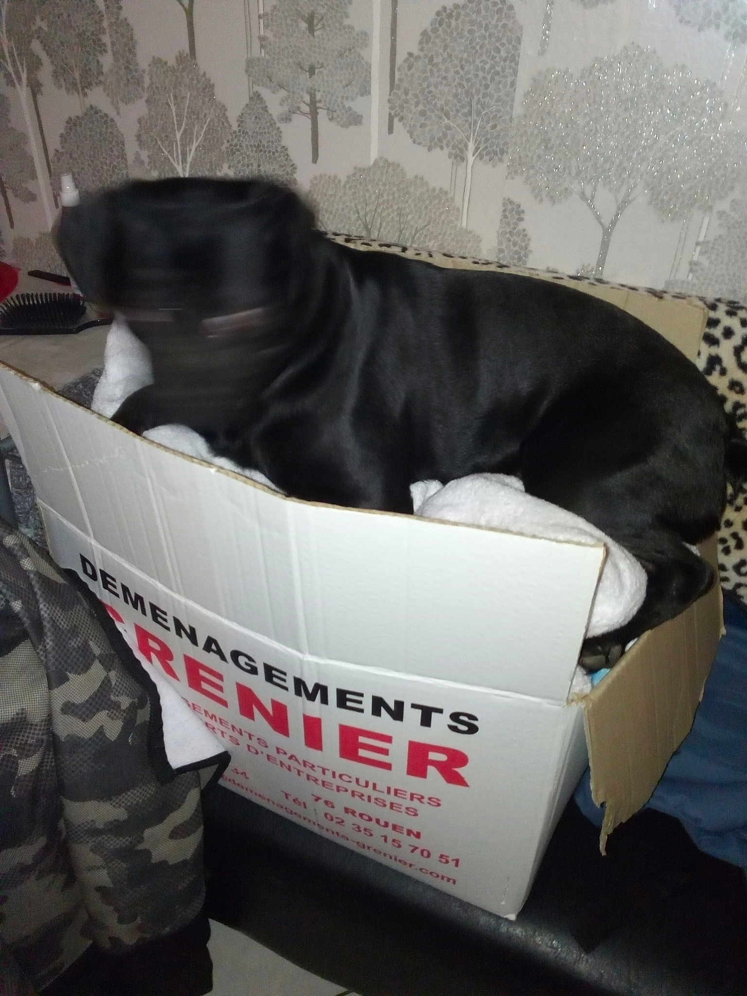 Balou