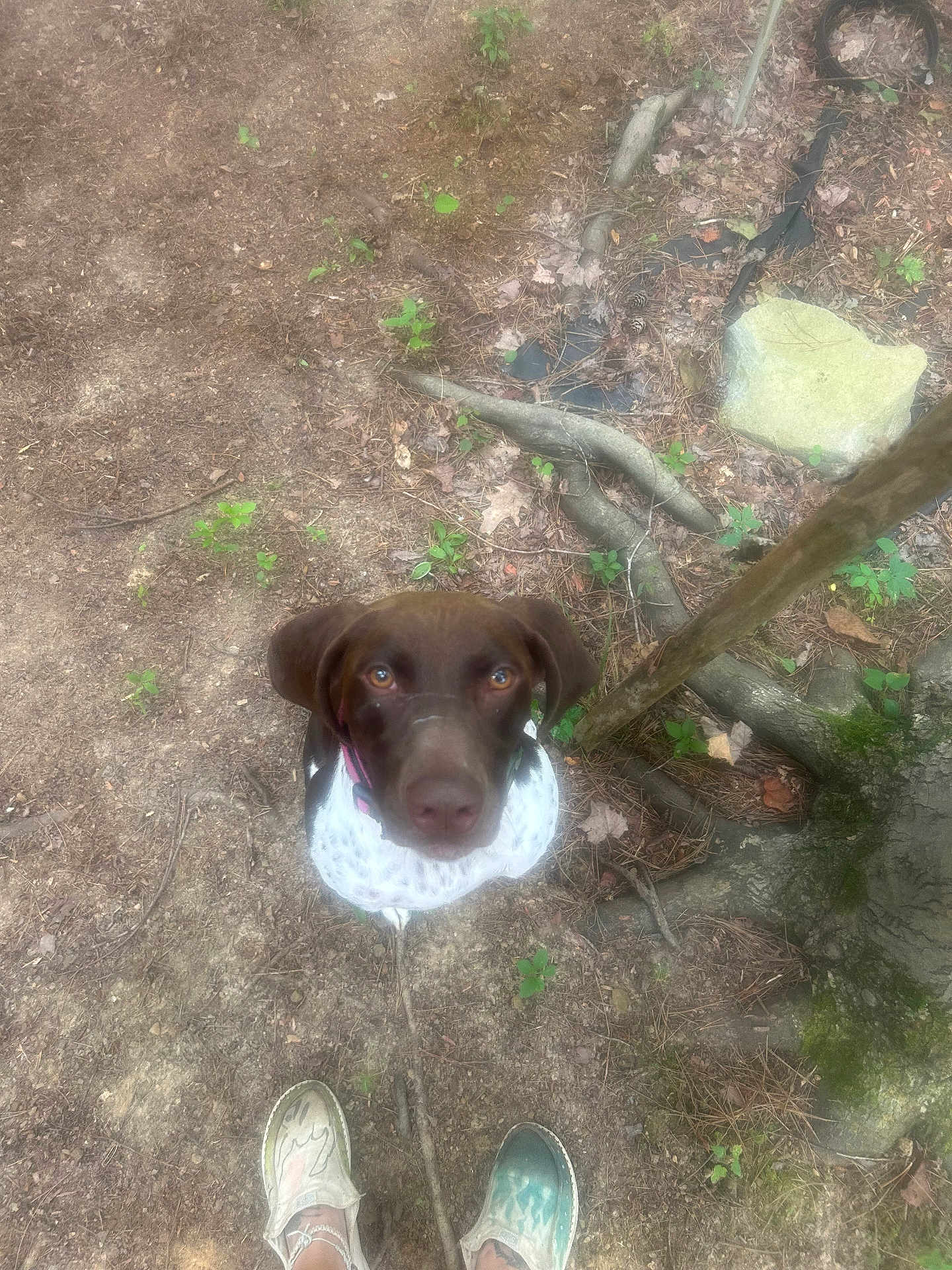 Dixie joined the competition — help win amazing prizes! dog, brown, white, outdoor, forest_floor, dirt, leaves, roots, tree, feet, shoes, mismatched_shoes, looking_up, pet, animal, nature, ground, canine, curious, daylight