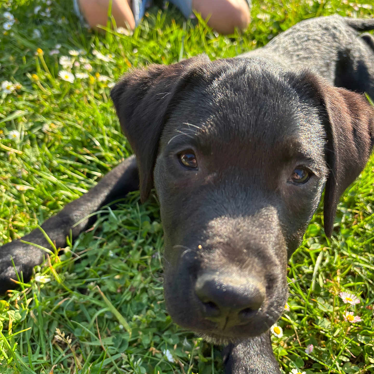 Tortank a rejoint le concours — aidez-le/la à gagner de superbes lots ! animal, baby, canine, clothing, dog, field, footwear, grass, grassland, hound, labradorretriever, lawn, nature, outdoors, pants, person, pet, plant, puppy, shoe