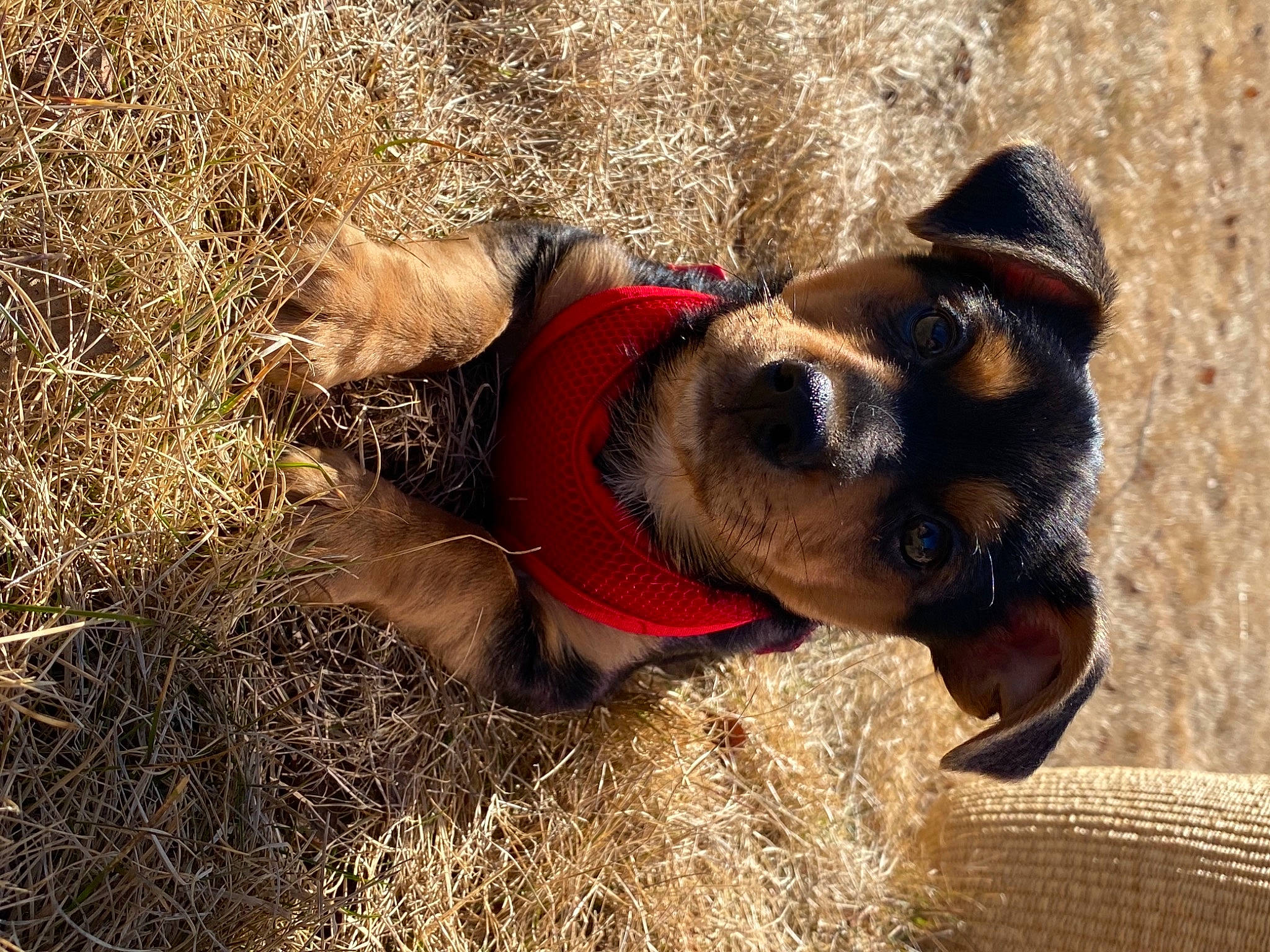 Muldoon is registered to the contest to win money with this photo: canidae, carnivore, collar, companion_dog, dog, dog_breed, dog_clothes, dog_collar, dog_supply, fawn, grass, leash, mammal, pet_supply, plant, snout, soil, sporting_group, vertebrate, working_animal