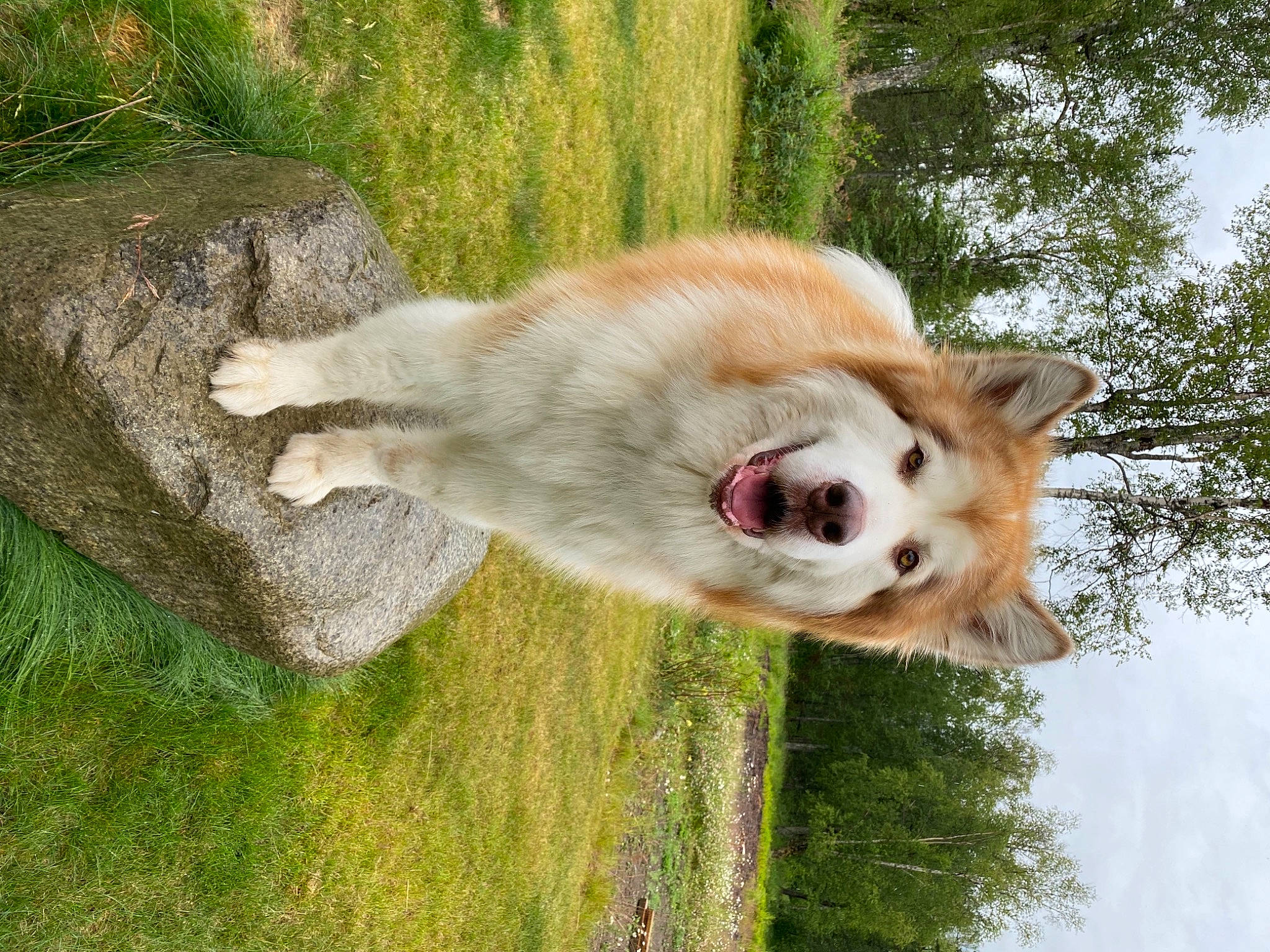 Jackson joined the competition — help win amazing prizes! carnivore, collar, companion_dog, dog, dog_breed, fawn, fur, german_spitz, german_spitz_klein, german_spitz_mittel, grass, plant, sky, snout, spitz, sporting_group, tail, terrestrial_animal, tree, whiskers