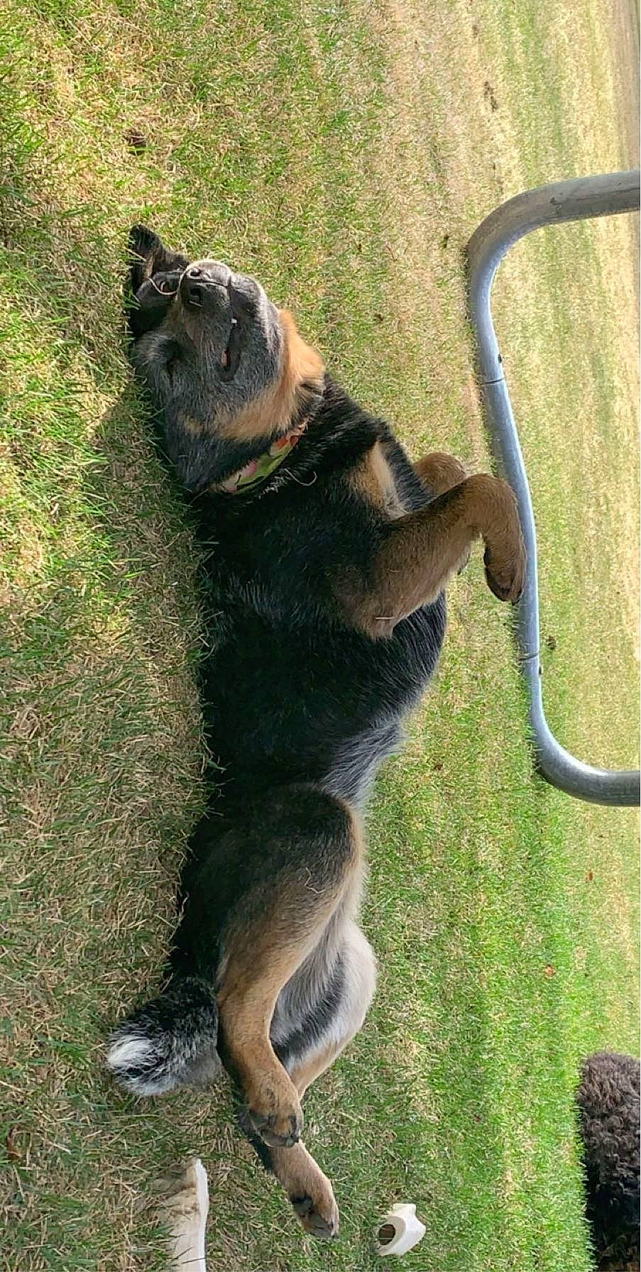 Allie is registered to the contest to win money with this photo: canidae, carnivore, claw, dog_breed, fur, grass, paw, shadow, sitting, snout, sporting_group, tail, terrestrial_animal, wildlife, working_animal