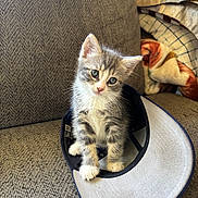 Anakin is registered to the contest to win money with this photo: kitten, cat, pet, animal, cute, indoor, hat, baseball_cap, furniture, couch, blanket, curious, young, small, whiskers, gray, white, fur, head_tilt, cozy