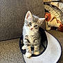 kitten, cat, pet, animal, cute, indoor, hat, baseball_cap, furniture, couch, blanket, curious, young, small, whiskers, gray, white, fur, head_tilt, cozy