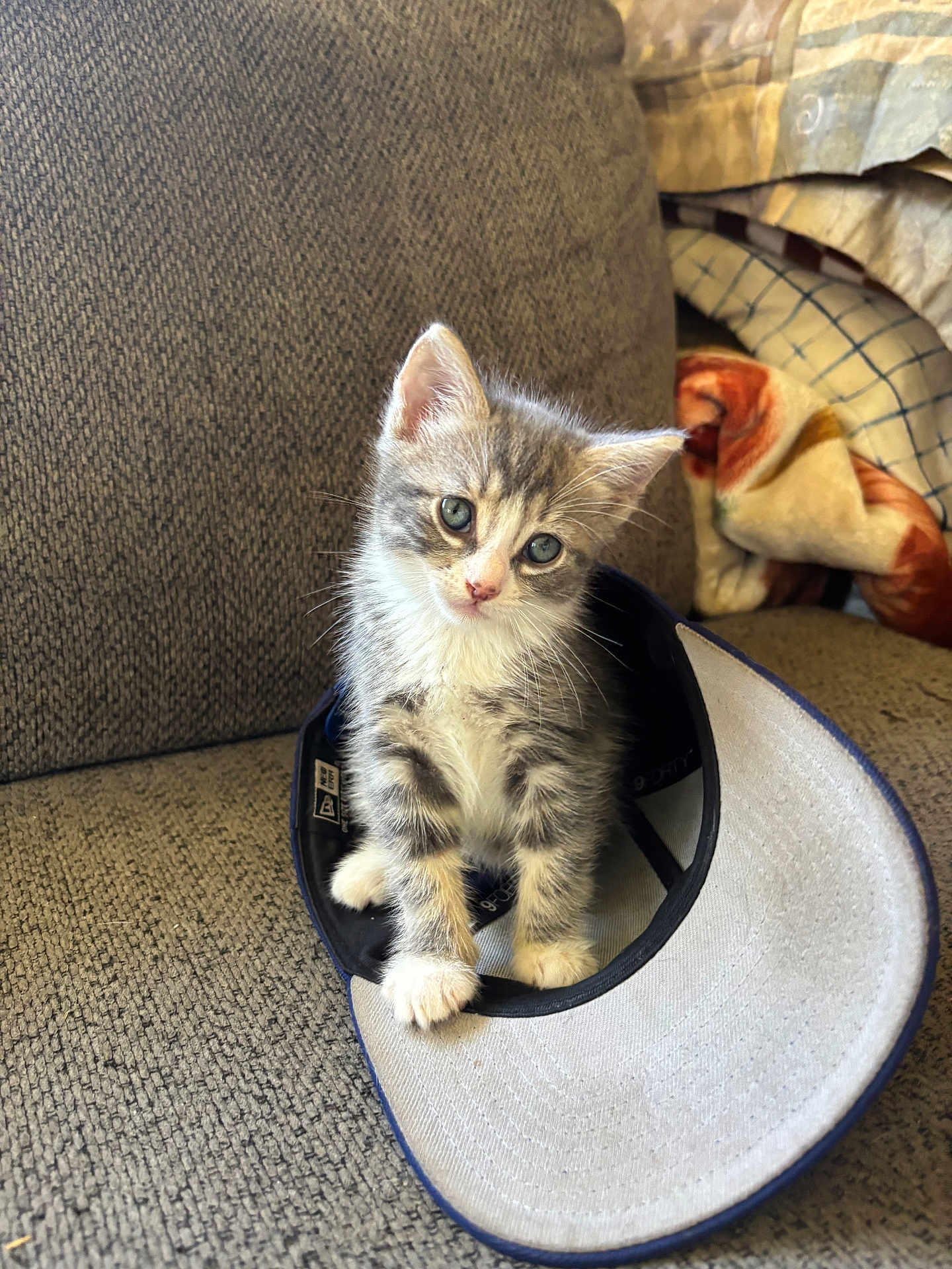 Anakin is registered to the contest to win money with this photo: kitten, cat, pet, animal, cute, indoor, hat, baseball_cap, furniture, couch, blanket, curious, young, small, whiskers, gray, white, fur, head_tilt, cozy