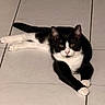 cat, black_and_white, tiled_floor, pet, animal, feline, cute, relaxed, indoor, whiskers, ears, paws, lying_down, alert, fur, domestic, mammal, floor, resting, portrait