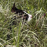 Acrobate a rejoint le concours — aidez-le/la à gagner de superbes lots ! cat, grass, wild_grass, outdoor, nature, animal, black_and_white, pet, fur, ears, nose, green, plants, camouflage, daylight, close_up, curious, field, wildlife, mammal