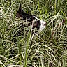 cat, grass, wild_grass, outdoor, nature, animal, black_and_white, pet, fur, ears, nose, green, plants, camouflage, daylight, close_up, curious, field, wildlife, mammal