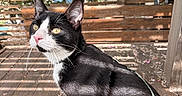 Acrobate participe au concours pour gagner de l'argent avec cette photo : cat, black_and_white, pet, animal, outdoor, wooden_deck, sunlight, shadow, lattice_fence, greenery, curious, pink_nose, whiskers, sitting, leash, daylight, nature, feline, ears, eyes