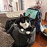 cat, black_and_white_cat, bag, backpack, table, orange, bowl, knitted_sweater, indoor, cozy, furniture, decor, plant, door, radiator, floor, wooden_table, sitting, pet, relaxed