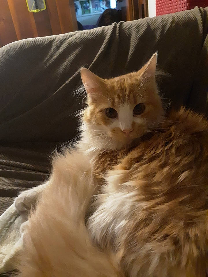 Madrox joined the competition — help win amazing prizes! carnivore, cat, claw, comfort, domestic_short_haired_cat, eye, fawn, felidae, fur, hair, hardwood, head, paw, picture_frame, small_to_medium_sized_cats, tail, terrestrial_animal, whiskers, window, wood