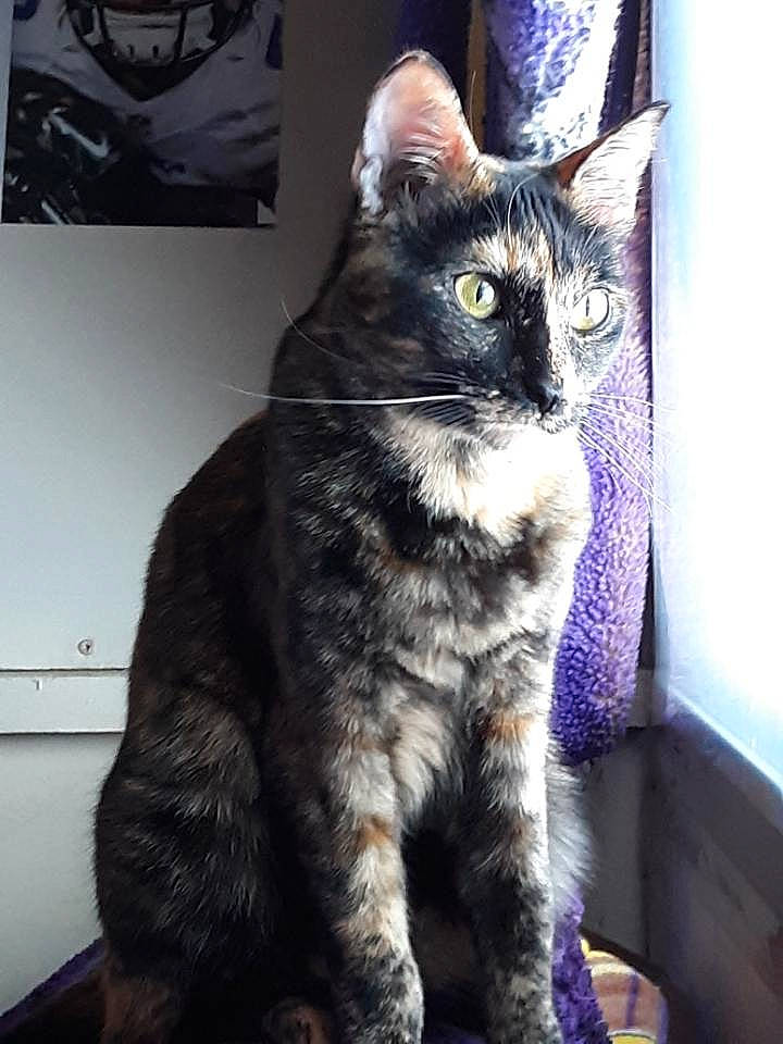 Reba joined the competition — help win amazing prizes! carnivore, cat, claw, domestic_short_haired_cat, felidae, fur, paw, small_to_medium_sized_cats, snout, tail, whiskers, window