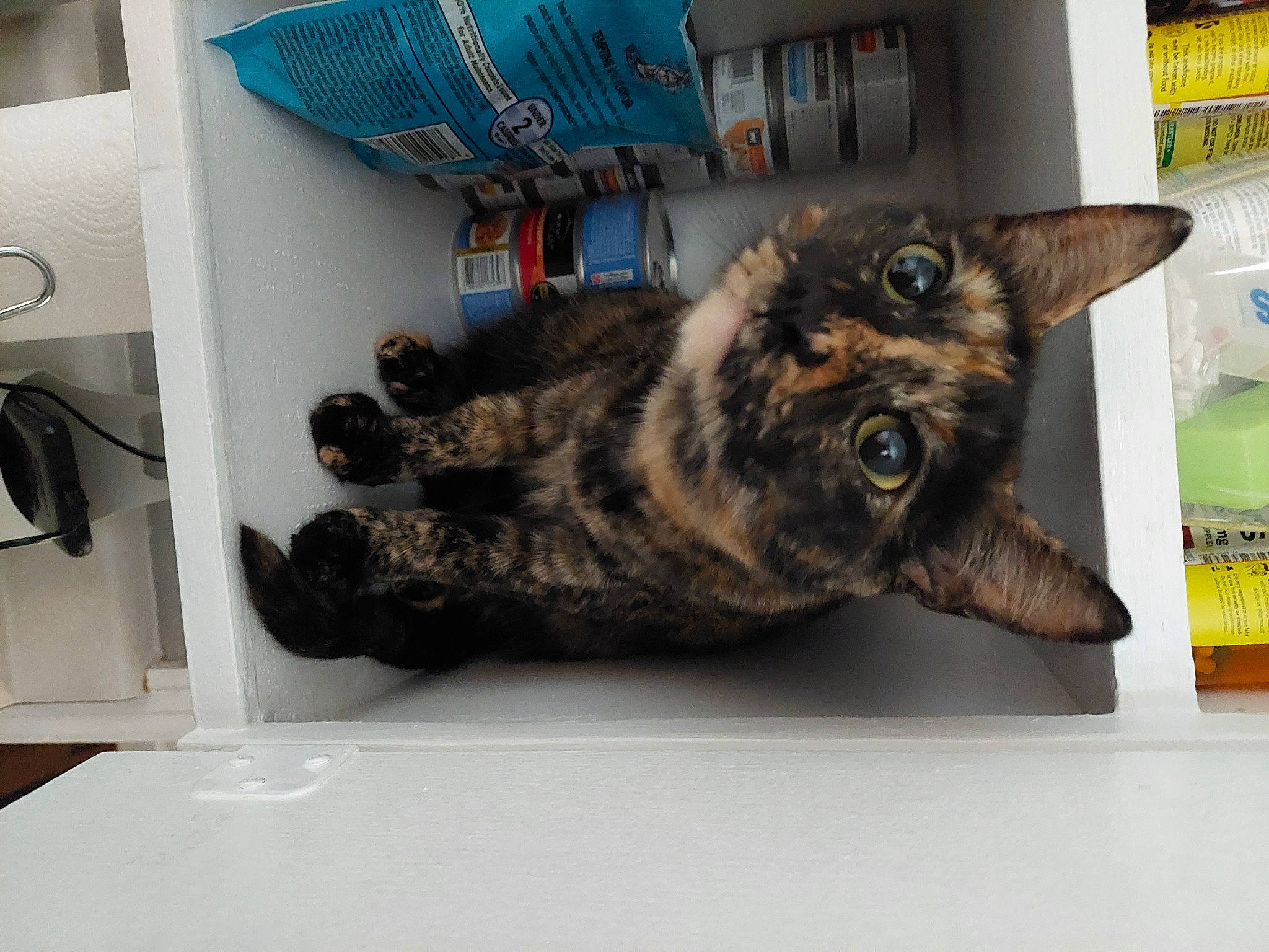 Reba joined the competition — help win amazing prizes! carnivore, cat, claw, comfort, domestic_short_haired_cat, felidae, fur, paw, room, small_to_medium_sized_cats, tail, whiskers