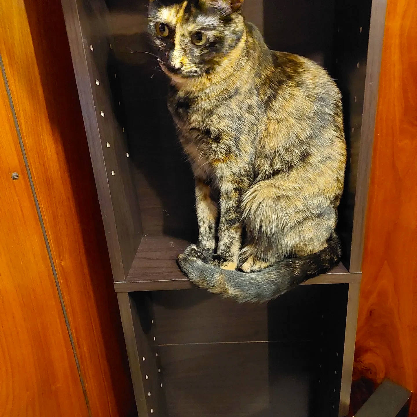 Reba joined the competition — help win amazing prizes! art, carnivore, cat, domestic_short_haired_cat, door, felidae, fur, hardwood, room, shelf, small_to_medium_sized_cats, snout, tail, terrestrial_animal, varnish, whiskers, window, wood, wood_stain