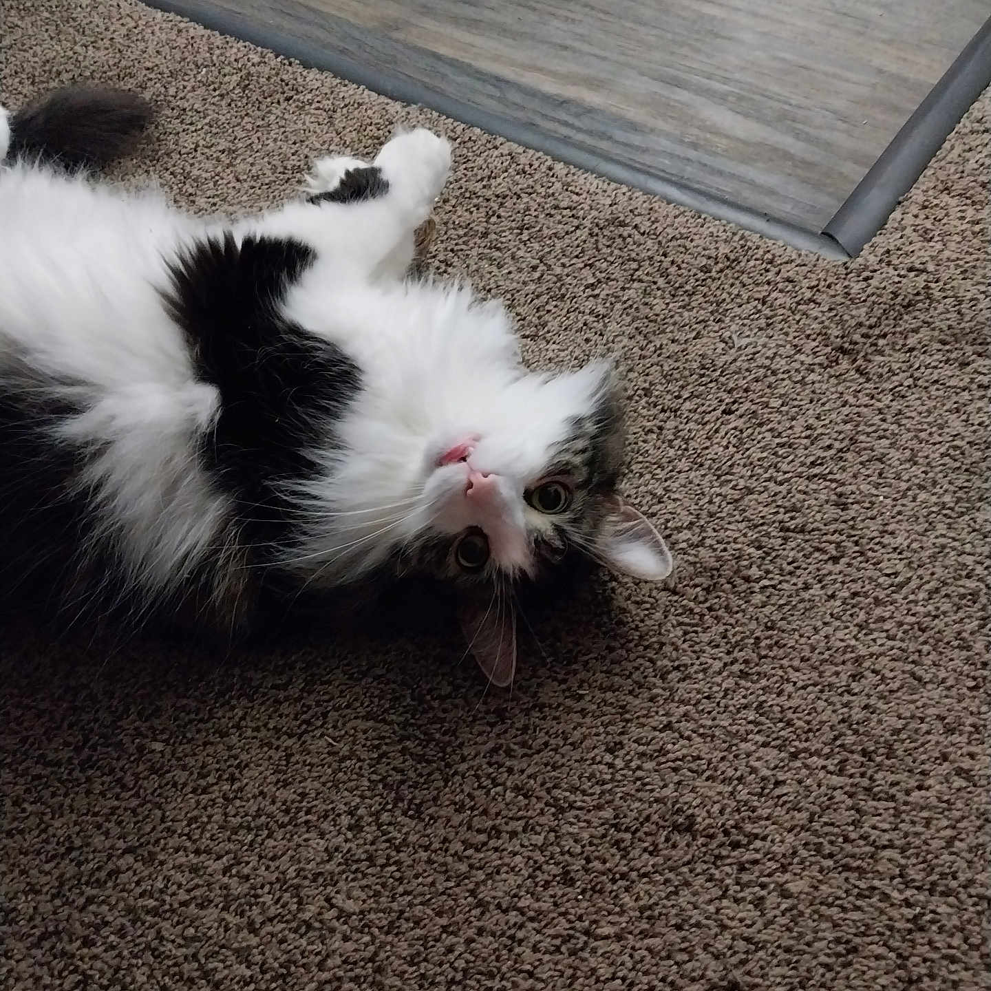 Tiggy joined the competition — help win amazing prizes! animal, black_and_white, carpet, cat, curious, domestic_cat, ears, feline, fluffy, fur, house, indoor, looking_up, lying_down, mouth, pet, playful, relaxed, whiskers, wide_eyes