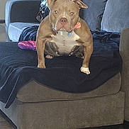 Paris Dior joined the competition — help win amazing prizes! dog, couch, blanket, indoor, pet, brown_dog, furniture, floor, wood_floor, sitting, looking_at_camera, domestic_animal, home, living_room, collar, ear, paw, face, animal, canine