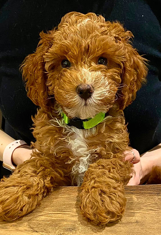 Humphrey is registered to the contest to win money with this photo: canidae, carnivore, child, companion_dog, dog, dog_breed, dog_collar, dog_supply, fur, liver, maltepoo, poodle, poodle_crossbreed, snout, sporting_group, terrier, toy_dog, watch, water_dog, yorkipoo