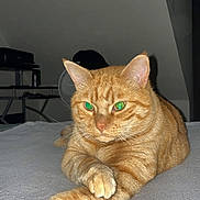 Rio a rejoint le concours — aidez-le/la à gagner de superbes lots ! cat, ginger_cat, tabby, indoor, pet, feline, animal, relaxed, stretching, paw, whiskers, fur, bed, soft_surface, domestic, mammal, orange, quiet, resting, cute