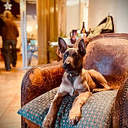 Honey participe au concours pour gagner de l'argent avec cette photo : dog, puppy, armchair, cushion, indoor, vintage, leather, pet, brown, floor, person, blurred_background, home, cozy, collar, ears_up, looking, seated, living_room, casual